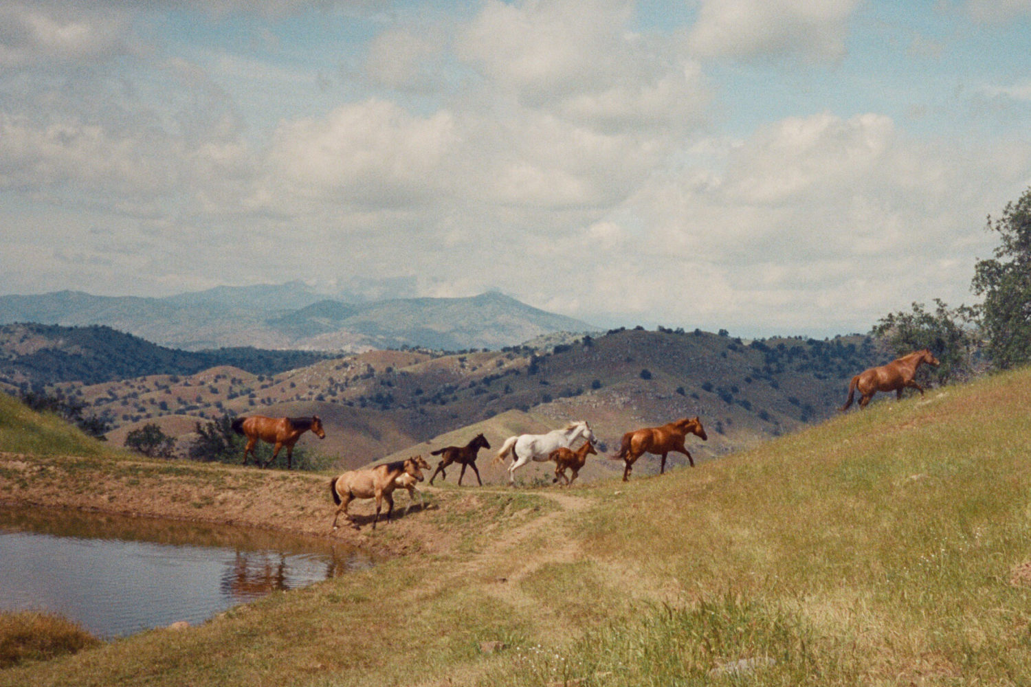 8 horses on the crest of a hill with low mountains in the distance